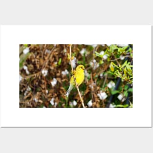 An American Goldfinch Perched on a Branch Posters and Art